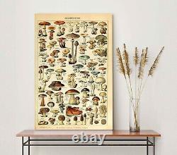 Types of mushrooms Art Wall Decor Vintage canvas or poster educational print